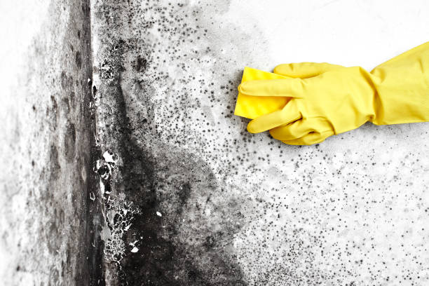 Best Mold Remediation for Specific Building Types in Providence, RI