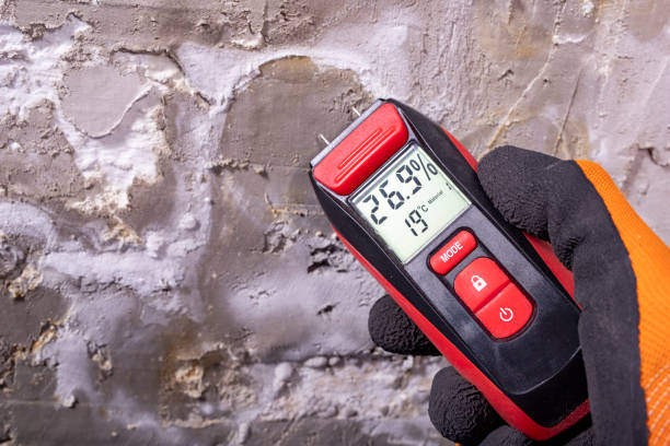 Best Black Mold Remediation in Providence, RI