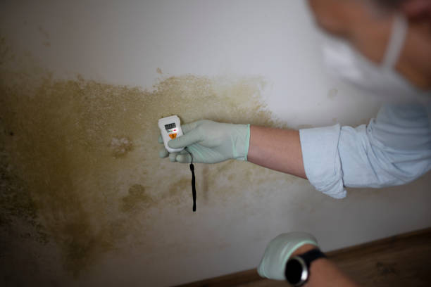 Best Localized Mold Remediation (e.g., coastal areas, humid climates) in Providence, RI