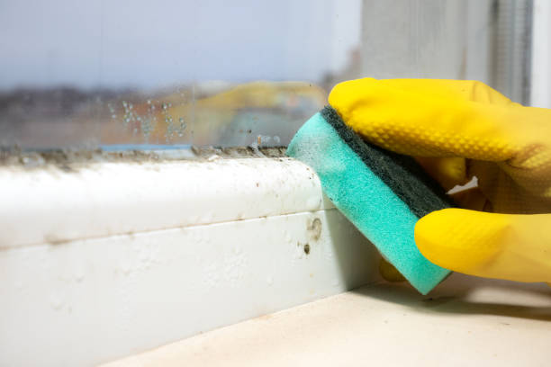 Best Post-Flood Mold Remediation in Providence, RI