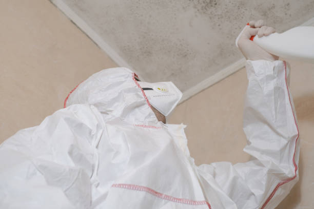 Best DIY Mold Remediation Support Services in Providence, RI