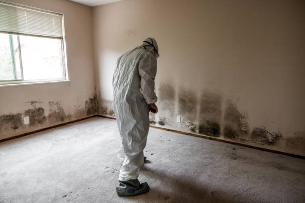  Providence, RI Mold Removal Pros